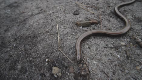 deaf adder slithering along ground