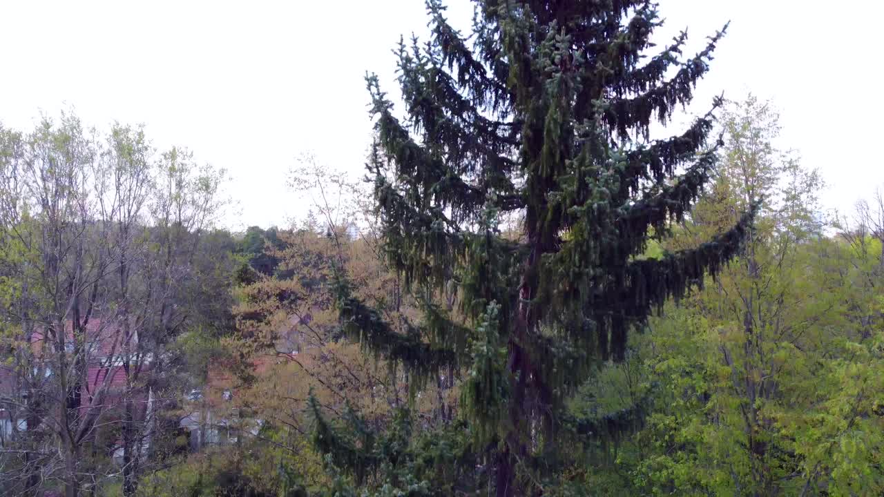 a lo largo de una estrecha y delgada conífera, una pequeña calle.