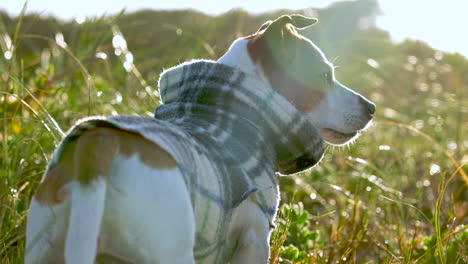 Alert-Jack-Russell-wearing-dog-jersey-among-tall-coastal-grasses-looks-around