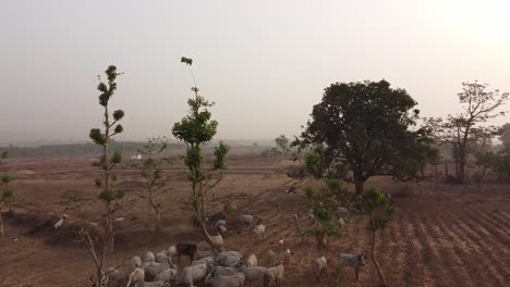 Drohne-Fliegt-über-Bauernhof-In-Einem-Ländlichen-Dorf-In-Afrika