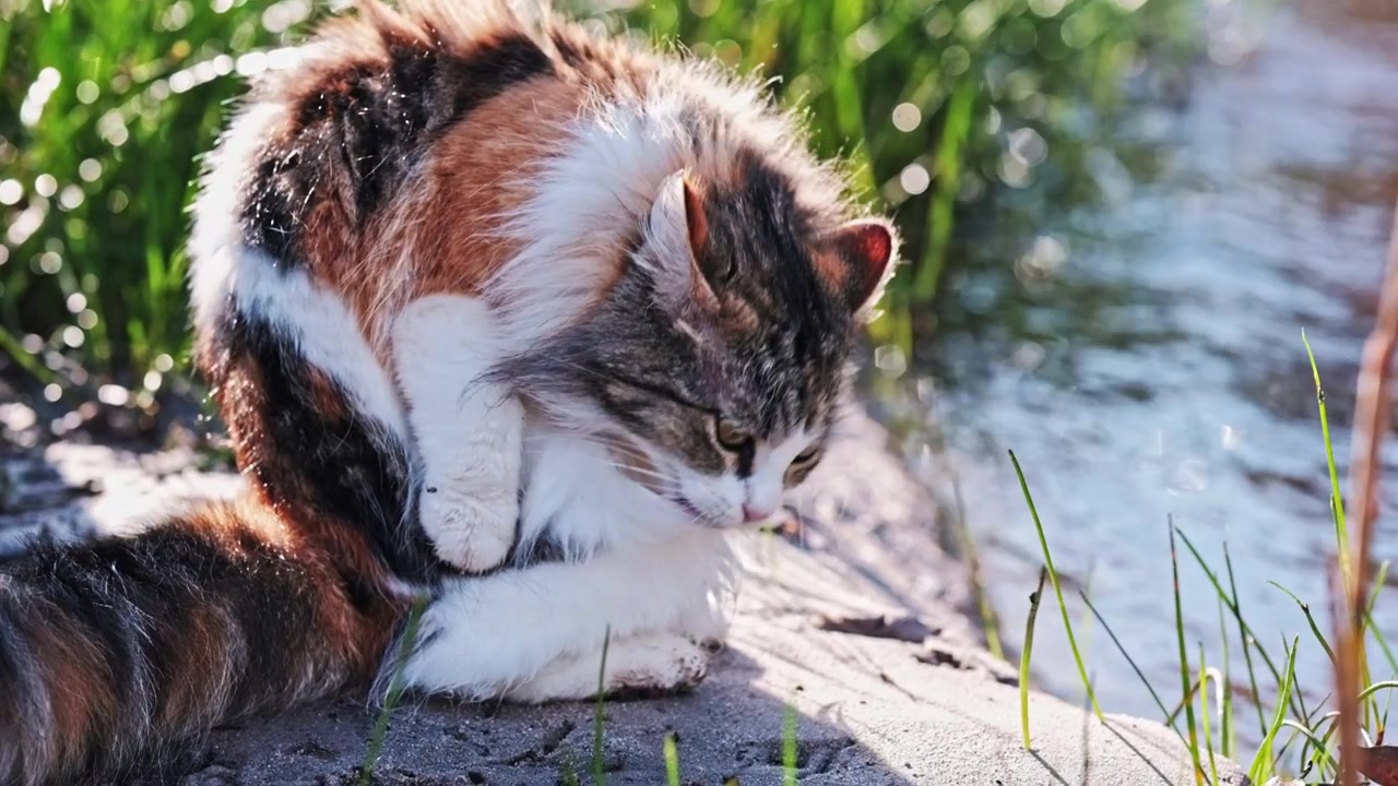 Gatto divertente che si toeletta accanto a un fiume
