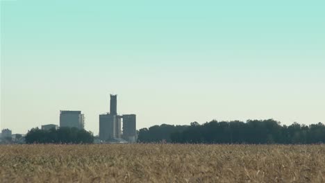 Feld-Des-Roggenaufzugs-In-Der-Ferne