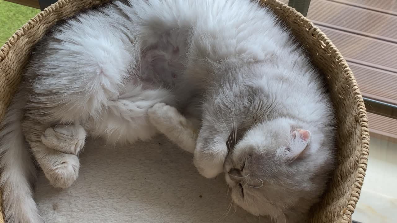 Beautiful Light Pussy recovering On The Bed. Funny and sweet Scottish Cat