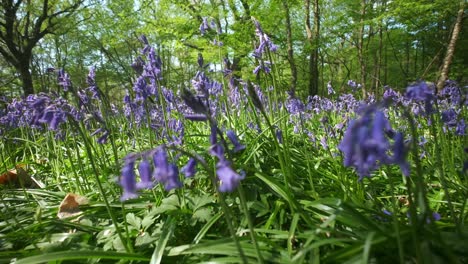 Close-up-of-bluebells-rustled-by-a-spring-breeze,Cornwall,-England,-UK