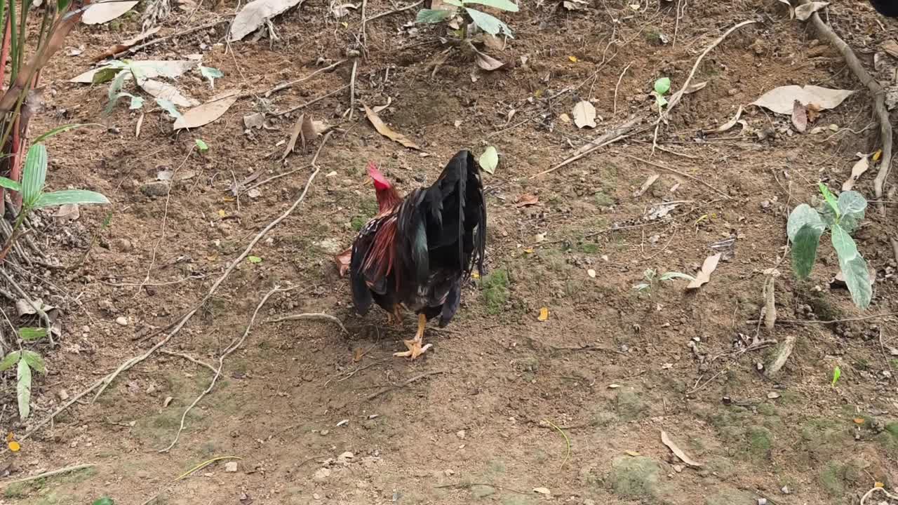 gallo en el bosque