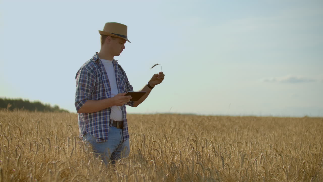 стильный старый кавказский фермер гуляет по золотому пшеничному полю на своей ферме во время утреннего восхода солнца