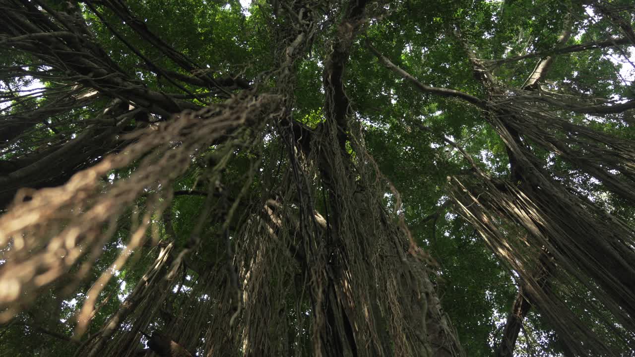Tall tree liana hanging vines under canopy of forest rainforest Bali Indonesia