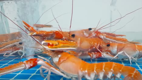 Group-of-orange-color-shrimps-plays-with-oxygen-bubbles-in-a-fish-tank,-fresh-live-foods-in-supermarket,-china-cluster,-international-city,-Dubai,-UAE