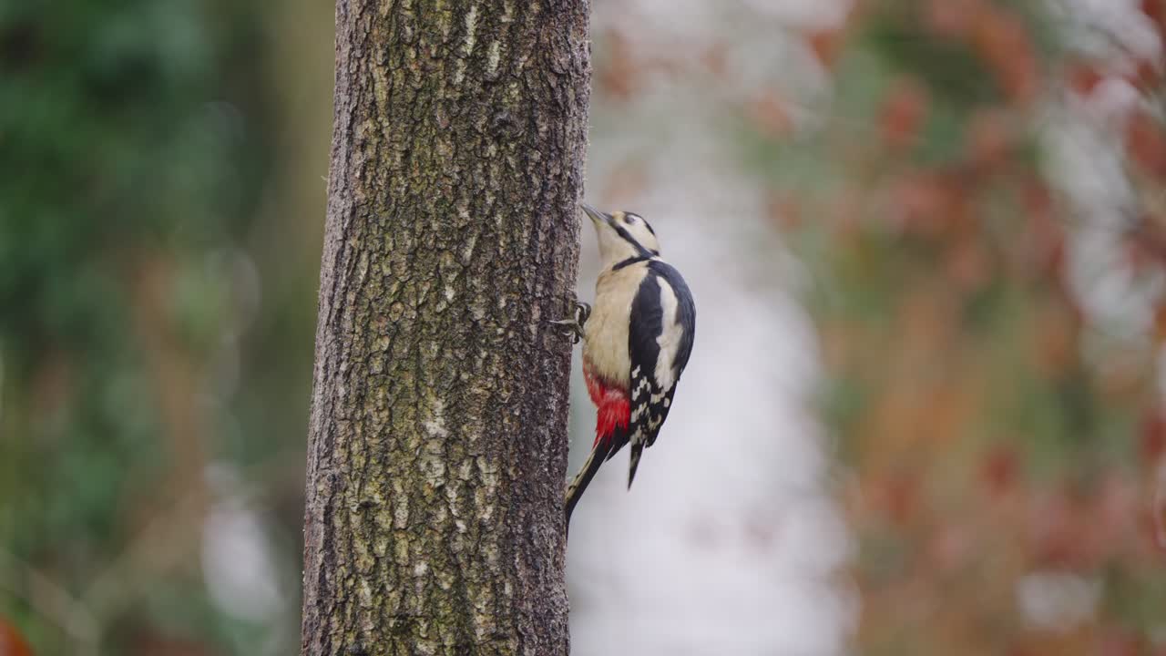 Woodpecker clings to narrow trunk in soft forest light, green background with depth blur