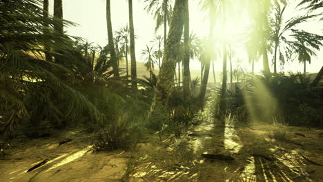 sunlight filters through palm trees in a lush tropical forest at midday