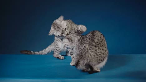 la madre gato cuida del gatito