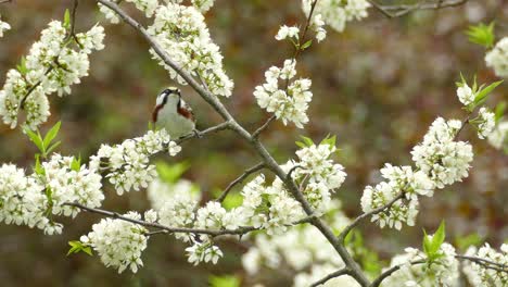 wild chestnut sided warbler, setophaga pensylvanica hopping on the branch of beautiful blooming white plum tree and fly away, wildlife close up shot in spring season