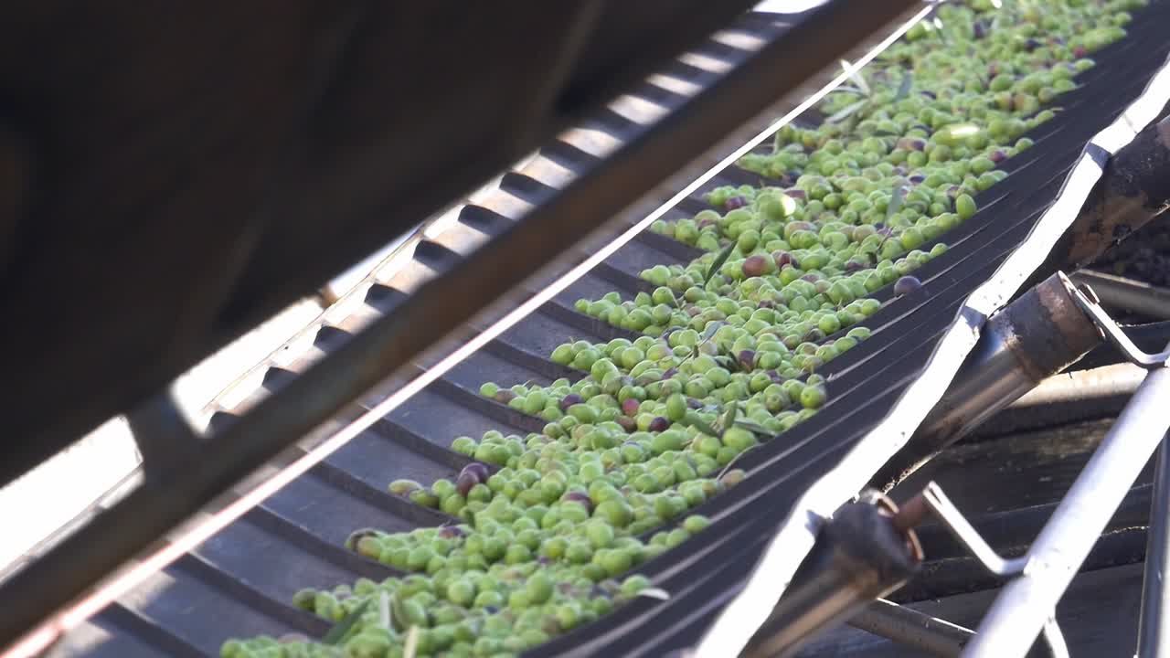 올리브 제분소에서 올리브(녹색 및 잘 익은 올리브)를 분쇄 구역으로 옮기는 컨베이어 벨트