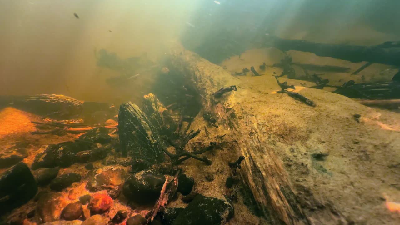 Freshwater pearl mussels half-buried (Margaritifera margaritifera) in a river bed in the wild. Estonia.