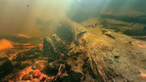 freshwater pearl mussels half-buried (margaritifera margaritifera) in a river bed in the wild. estonia.