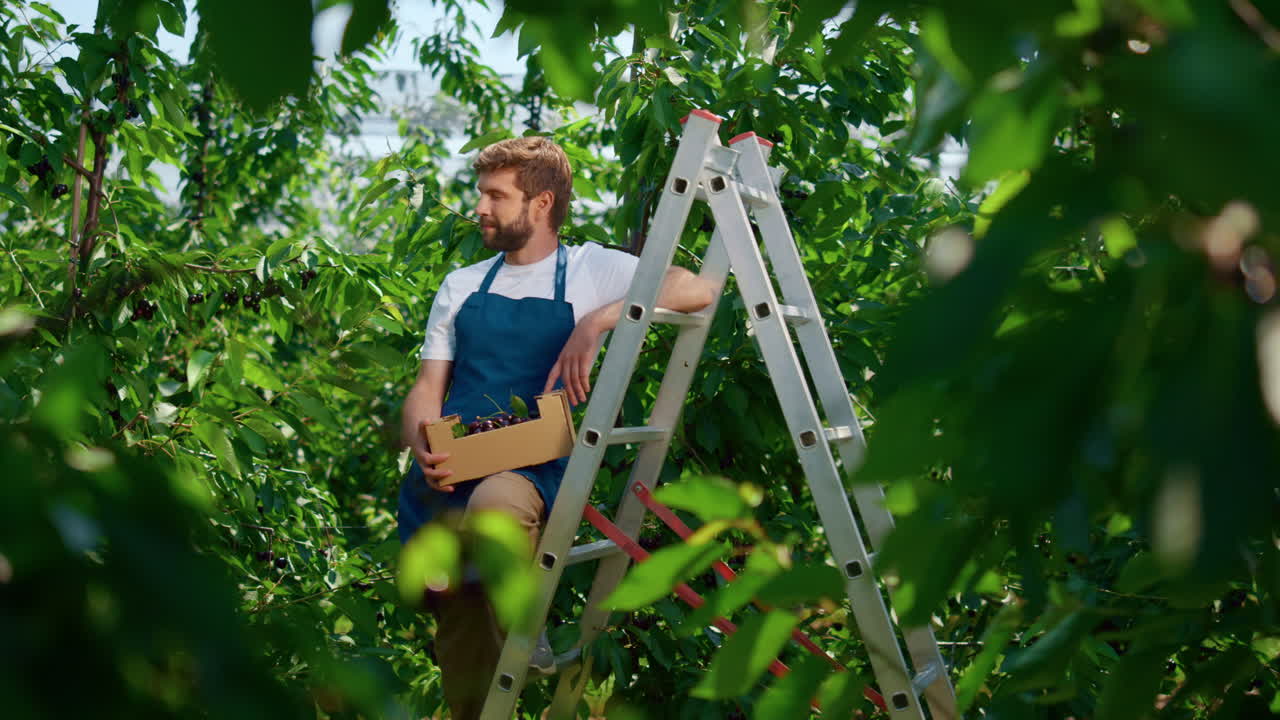 trabajador de la agroindustria sosteniendo una caja de cerezas en una plantación rural soleada sonriendo