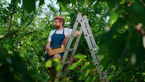 agribusiness worker holding box of cherry sunny countryside plantation smiling