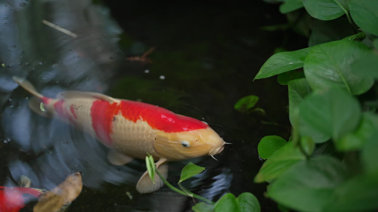 Рыба кои плавает в пруду