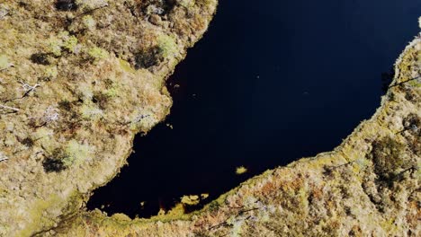 detailed view of mossy peat island with sparse trees in latvian ķemeri marshland