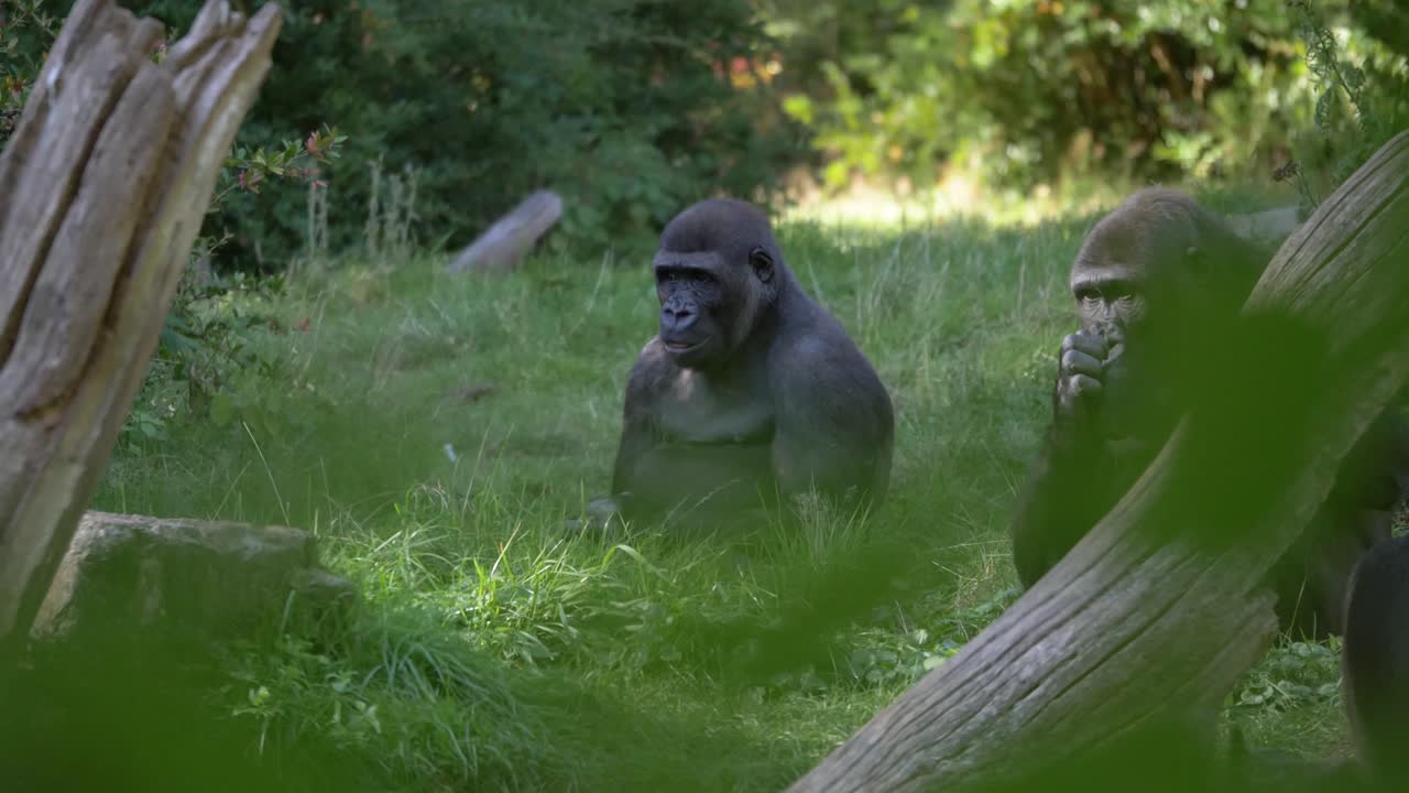 Due gorilla di pianura che mangiano e si rilassano sull'erba