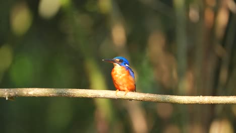 a blue-eared kingfisher bird serenely perched in abundant light