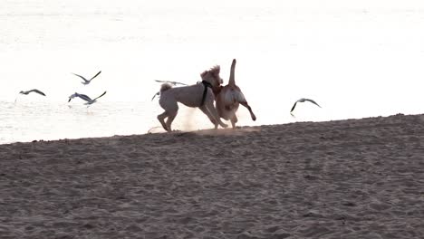 dos perros bromeando en una playa de arena