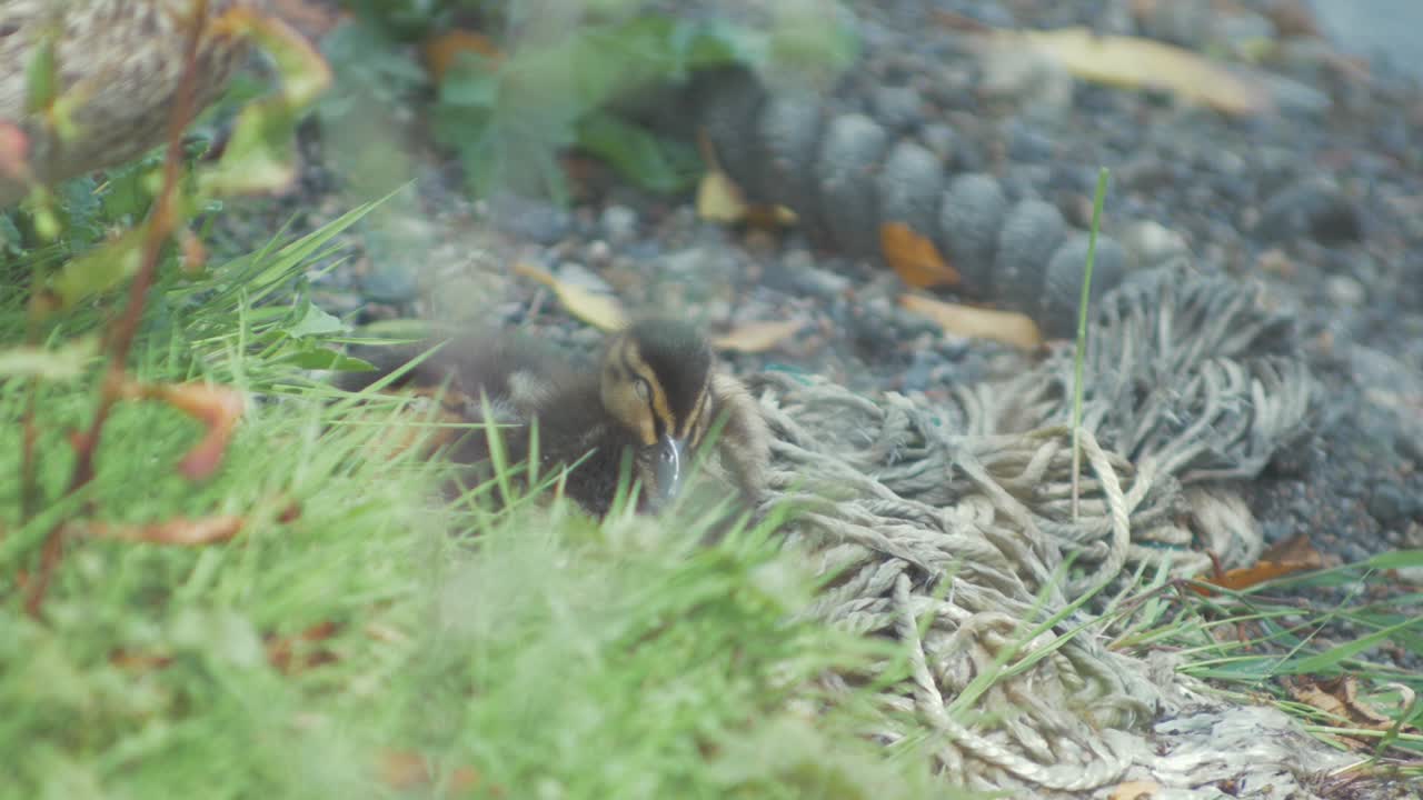 Young week old duckling sleeping on shoreline