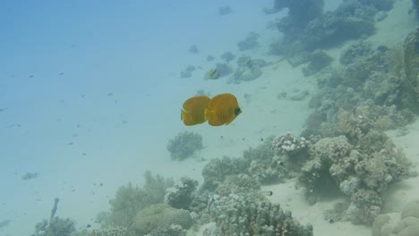 two yellow angelfish swimming together through the sea in 4k