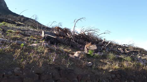 troncos de árboles cortados caídos en las montañas de ciudad del cabo, sudáfrica
