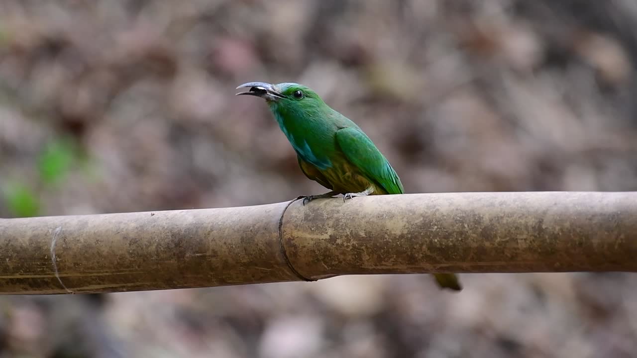 el abejaruco de barba azul se encuentra en la península de malaya, incluida tailandia, en claros de bosques particulares