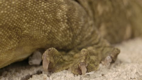 cerrar macro de garra de gecko de nueva caledonia