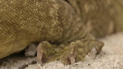 close up macro of new caledonian gecko claw