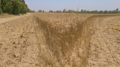 Aerial-Steady-Shot-Of-Wheat-Field-at-Sdot-Negev-Israel