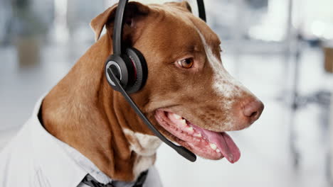 dog wearing a headset