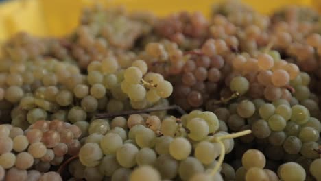uvas de vino verde de cerca en un contenedor