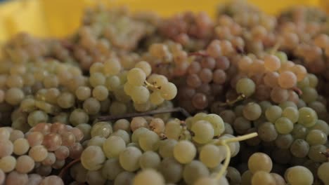 green wine grapes up close in a container