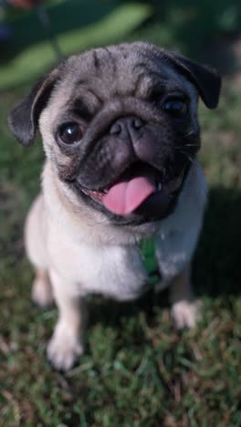 pug puppy in a park