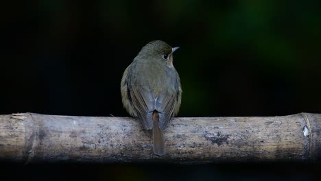 Papamoscas-Azul-De-La-Colina-Posado-En-Un-Bambú,-Cyornis-Whitei