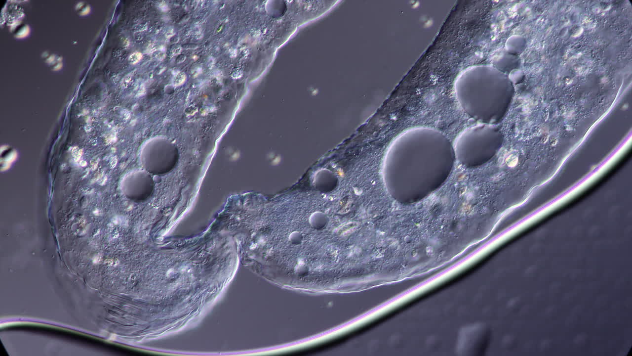 Close-up Microscopic View of Internal Cellular Structures