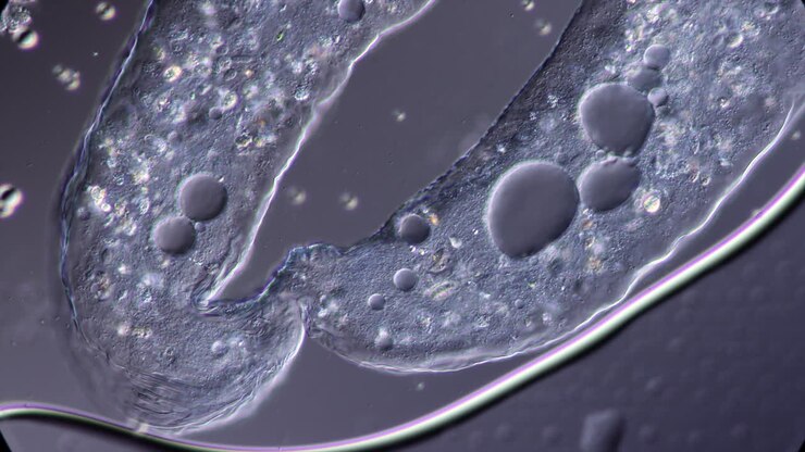 Close-up Microscopic View of Internal Cellular Structures