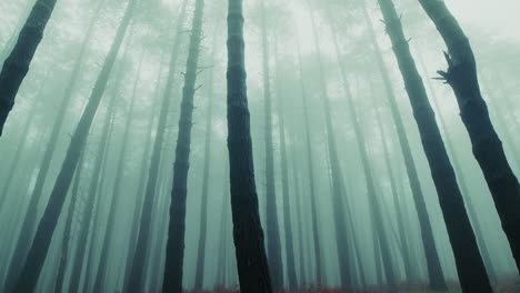 tall trees among the fog of mystery and charm of melancholic mountain