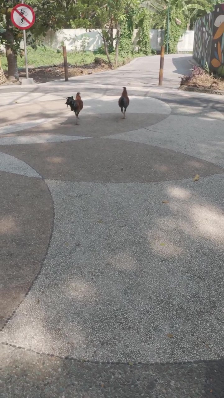 Group of Roosters Walking on Paved Path in Park