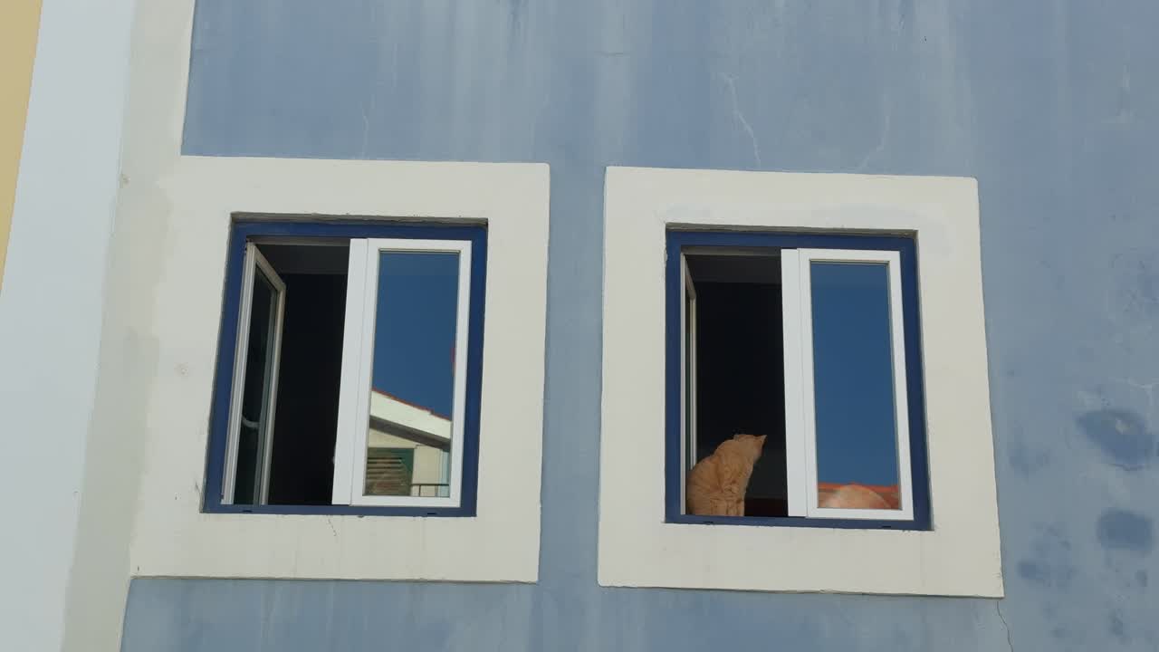 Cats looking out from windows of a blue building