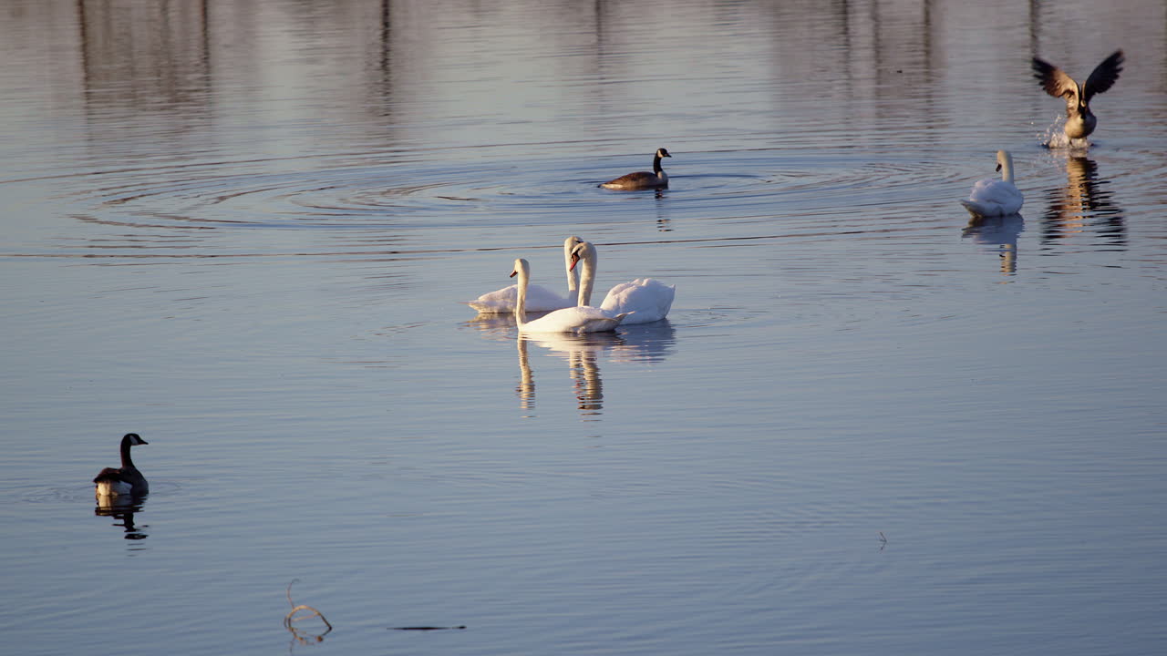 Cinematic slow motion of swans during spring, preening and displaying mating behaviors.