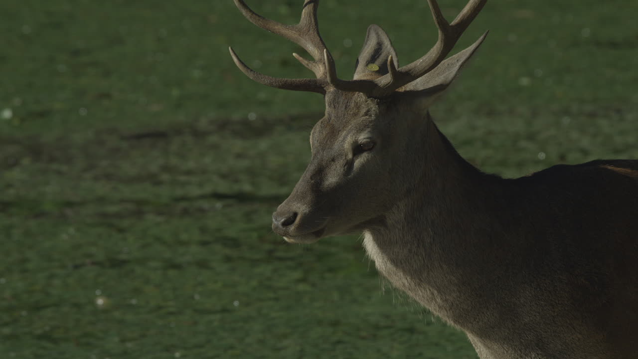 vida silvestre canadiense: majestuosos ciervos caminando a lo largo de las orillas de un río