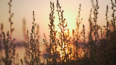 Sonnenuntergang-Spiegelt-Sich-Im-Blick-Auf-Das-Wasser-Durch-Das-Gras