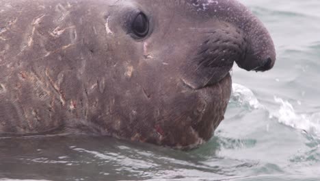 detailed view of a scarred face of a dominant male elephant seal warrior with its bulging round eyes facing us