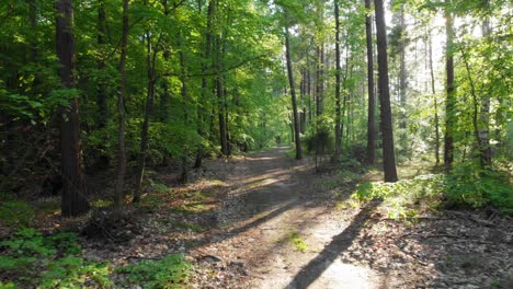 Pov-dolly-shot-of-a-path-in-boreal-forest