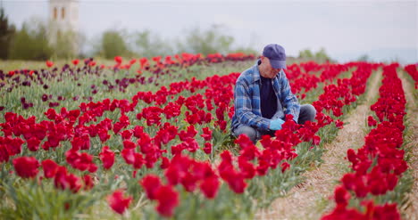 granjero que trabaja en la plantación de flores de tulipanes en los países bajos 1