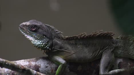 dragón de agua tailandés, physignathus cocincinus